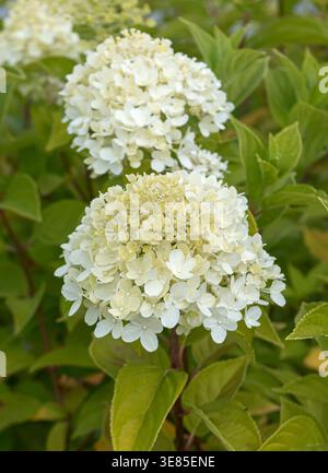 Rispen-Hortensie (Hydrangea paniculata LIVING LITTLE PASSION) Stock Photo