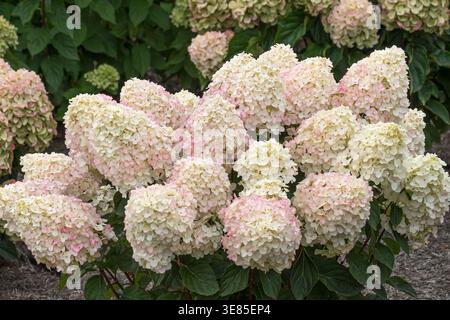 Rispen-Hortensie (Hydrangea paniculata LIVING LITTLE ROSY) Stock Photo