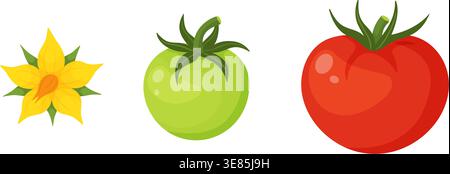 Yellow tomato flower, unripe green tomato, ripe red tomato. Hand drawn trendy flat style isolated on transparent background. For stickers, posters, gardening guides, education, organic food packaging Stock Vector
