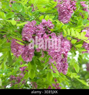 Robinie, Robinie  (Robinia × margaretta CASQUE ROUGE) Stock Photo