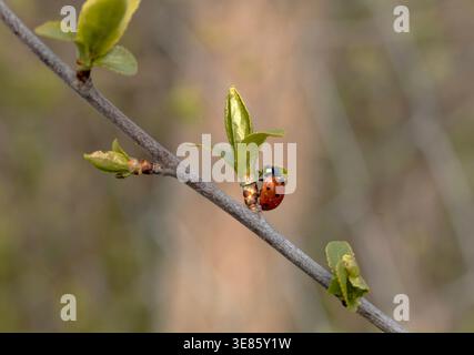 Seven-spot ladybird on a young green branch. Stock Photo