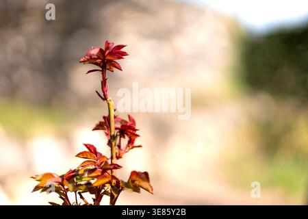 New red rose leaves sprouting on a stem in spring Stock Photo