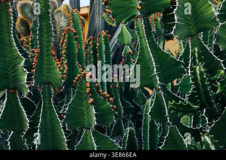 Close-up of dense spiny cactus and euphorbia plants with orange buds, forming a textured green pattern in a garden setting on La Palma, Canary Islands Stock Photo