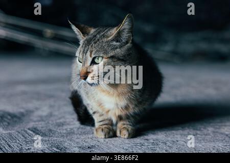 Close-up of a tabby cat sitting on a quiet sidewalk at night, illuminated by soft streetlight. Moody urban background with shallow depth of field and Stock Photo