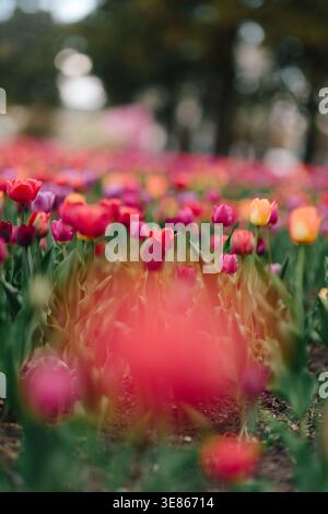 Low-angle perspective of pink tulips in a field under a bright sky ...