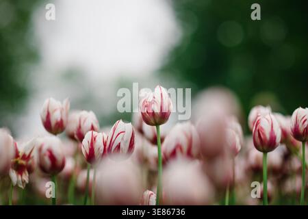 Soft focus photo of pink and white striped tulips in a spring garden, with one bloom standing tall against creamy bokeh and a calm natural background. Stock Photo