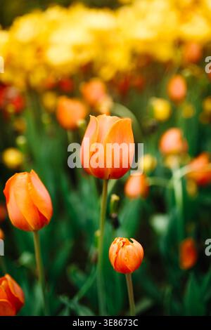 Close-up of orange tulips in a spring garden, with a shallow depth of field and warm, golden bokeh. Fresh green stems and blurred flowers create a ser Stock Photo
