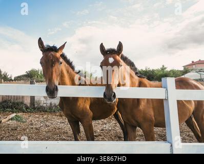 Two bay horses with dark manes stand close together behind a white wooden fence in a rural paddock, looking toward the camera under a bright, cloudy s Stock Photo