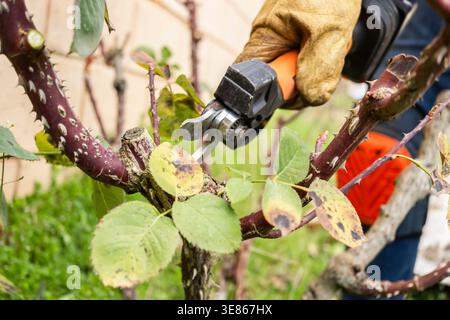 Close-up of a man working in a garden, pruning rose bush branches with secateurs and gloves, cutting stems during seasonal maintenance for healthier p Stock Photo