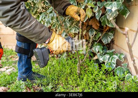 Close-up of a man wearing gloves using cordless pruning shears to trim shrubs and branches in a leafy garden bed, showing careful outdoor maintenance Stock Photo