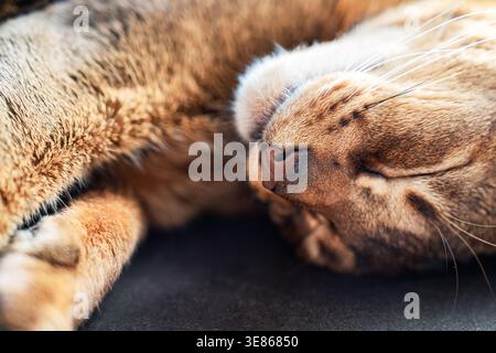 Close-up of a cute Abyssinian cat sleeping peacefully on a soft surface, showing warm fur texture and relaxed whiskers in natural light, perfect for c Stock Photo