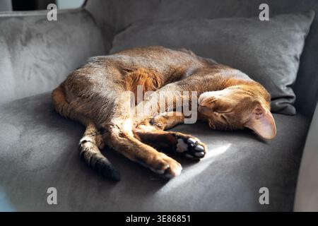 Cute Abyssinian cat curled up asleep on a gray sofa, basking in warm sunlight at home. Peaceful sleeping pet with soft fur and relaxed pose, cozy indo Stock Photo