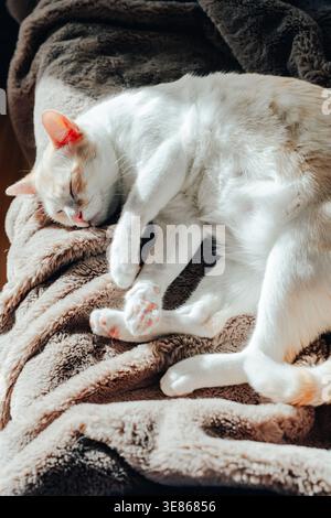 Cozy indoor scene of a white and ginger cat sleeping on a soft plush blanket in warm sunlight at home, showing relaxed paws and peaceful comfort and r Stock Photo