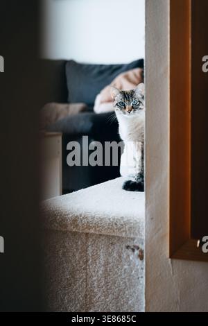 Curious indoor cat sits on a carpeted stair in a cozy home, looking toward the camera as warm window light falls across the hallway and living room ba Stock Photo