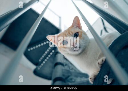 Curious white and ginger cat peeks through modern staircase railing indoors, looking down toward the camera in a bright home setting, showing playful Stock Photo