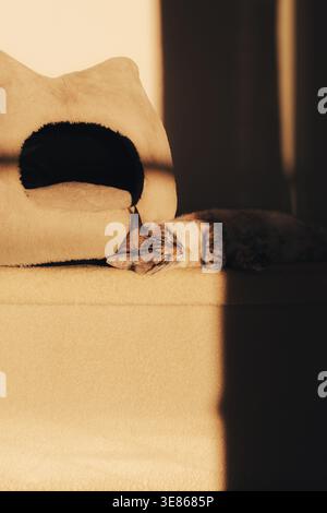 Cozy indoor scene of a tabby cat sleeping on a soft sofa near a cat cave bed, bathed in warm afternoon sunlight and shadow, creating a calm home atmos Stock Photo