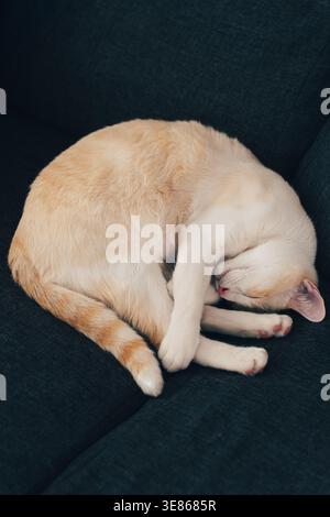 Cozy indoor scene of a ginger and white cat sleeping curled up on a dark fabric couch, capturing peaceful pet relaxation and comfort at home in soft l Stock Photo