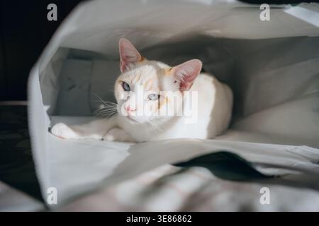 Calm indoor cat with white and ginger fur resting under soft sheets on a bed at home, enjoying warm sunlight and a quiet, cozy atmosphere in a modern Stock Photo