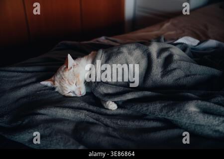Peaceful indoor cat sleeps on a soft bed, wrapped in a warm gray blanket. Cozy home atmosphere, gentle light, comfort, relaxation, and quiet domestic Stock Photo