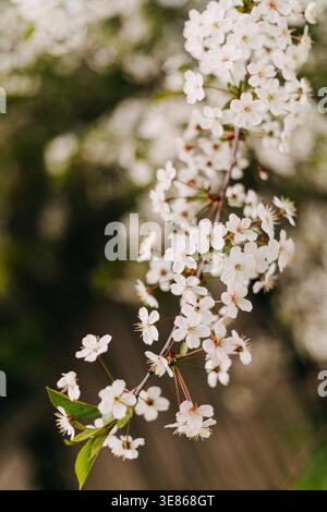 Delicate white blossoms on a slender branch in soft springtime light, captured as a cozy still life with dreamy bokeh background and natural nature be Stock Photo