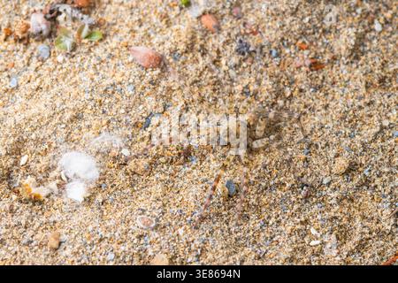 Close-up of a wolf spider blending into sandy ground with scattered pebbles and plant debris, showing natural camouflage patterns and legs in outdoor Stock Photo