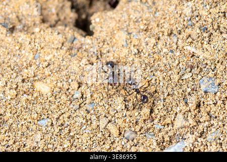Close-up macro view of two black ants walking across sunlit sandy soil with small stones, showing insect detail and natural texture in an outdoor grou Stock Photo