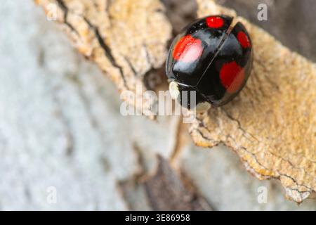 Macro close-up of a black ladybug with red spots crawling on rough tree bark. Shallow depth of field highlights the beetle’s glossy shell and natural Stock Photo