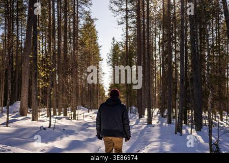 Lone hiker walking along a snowy forest trail in Finland, surrounded by tall pines and winter sunlight. Peaceful cold-weather landscape with deep snow Stock Photo