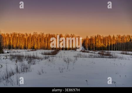 Golden sunset lights a birch forest beyond a snowy meadow and frozen field in Finland, with clear sky and calm winter atmosphere in a quiet rural land Stock Photo