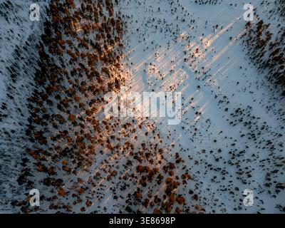 Top-down aerial view of a snowy field meeting dense winter forest in Finland, with scattered trees and long sunset shadows creating a calm, minimalist Stock Photo