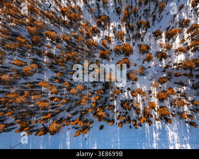 Drone aerial view of a snow-covered forest in Finland, with scattered golden larch and pine casting long winter shadows, creating a serene Nordic land Stock Photo
