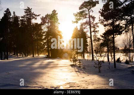 Golden winter sunrise shines through tall pine trees over a quiet snowy forest in Finland, with long shadows, icy air, and peaceful wilderness atmosph Stock Photo
