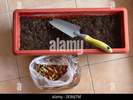 Marigold seeds are being planted in a rectangular planter filled with soil, with a trowel on the edge and a bag of dried seeds nearby Stock Photo