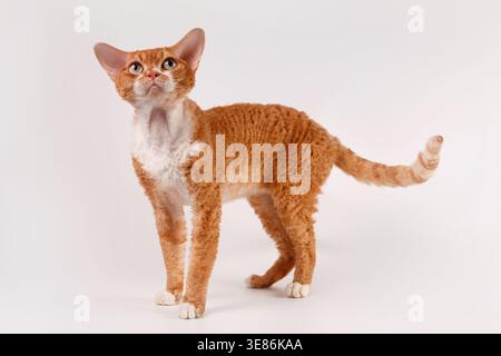 Ginger Devon Rex cat, front view, sitting, golden eyes, curly fur, on white. Stock Photo