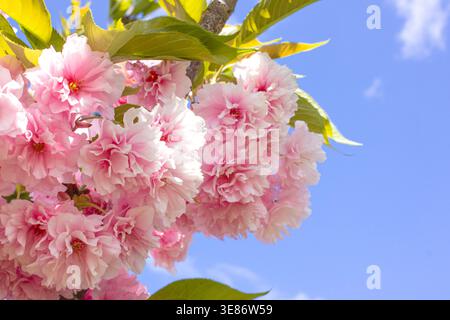 Close-up of soft pink Prunus Accolade flowers in spring background with copy space. Japanese cherry Kanzan also known as East Asian cherry. Stock Photo