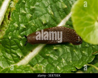 Macro of red slug (Arion rufus/vulgaris) crawling on a green leaf, showing detailed texture of this terrestrial gastropod in natural habitat. Stock Photo