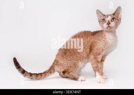 Blue-eyed Devon Rex kitten sitting on white background, lilac tabby curly coat. Stock Photo