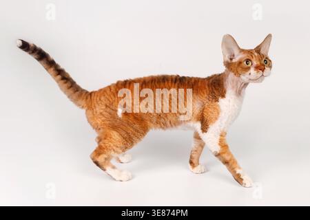 Devon Rex cat walking on white background, ginger tabby and white bicolor coat. Stock Photo