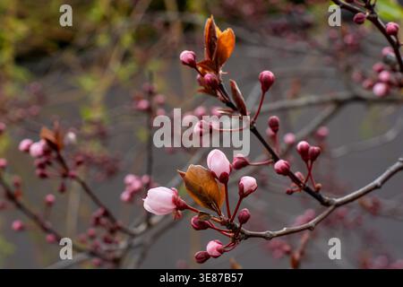 Pink cherry plum blossom buds and bronze-red young leaves on dark branch against soft grey bokeh background in spring garden. Concept of romantic Stock Photo