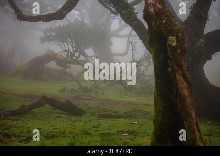 Misty Fanal Forest in Madeira Laurisilva shows gnarled moss covered laurel trees and fallen branches in a green clearing, with soft diffuse light and Stock Photo