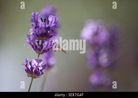 Hoverfly feeding on lavender flower with soft background and natural copy space Stock Photo