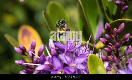 Macro close-up of a metallic green solitary bee (like Caenohalictus) collecting yellow pollen on a cluster of purple Hebe flowers, Chile. Stock Photo