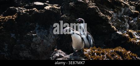 Two Humboldt Penguins (Spheniscus humboldti) alertly resting on sunlit coastal rocks with brown algae near their habitat, Chile Stock Photo