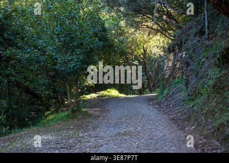 A cobblestone path winds through laurel and eucalyptus in Madeira. Morning light filters through the canopy, with a rocky mossy embankment on the righ Stock Photo