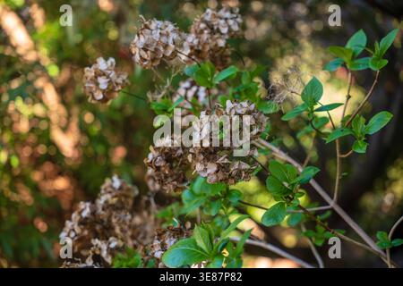 Close view of a hydrangea shows tan dried clusters and glossy leaves in Madeira, Portugal. Soft dappled light and shallow depth emphasize texture and Stock Photo