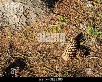 Sunlight glints off pinecone resting on pine needles. Dry leaves and twigs blanket forest floor. Tree bark shows rugged, textured surface. Nature's qu Stock Photo