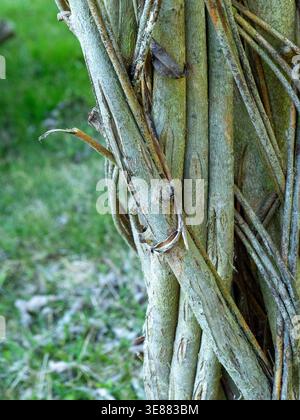 Twisted vines grip a sturdy tree trunk tightly. Green grass sways softly in the background. Natural textures show rough bark and tangled stems. The sc Stock Photo