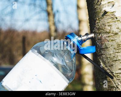 Clear bottle attached to tree trunk with blue cap. Blue device taps into tree bark for sap collection. Sunlight highlights natural texture and fresh s Stock Photo