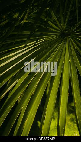 Macro Vertical Photo of Dark Green Palm Leaf with Deep Texture Stock Photo