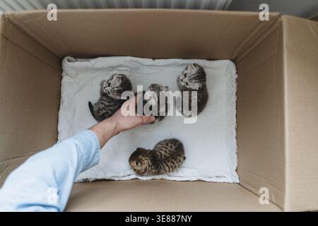 Young man playing with little kittens. Care and love for animals Stock Photo